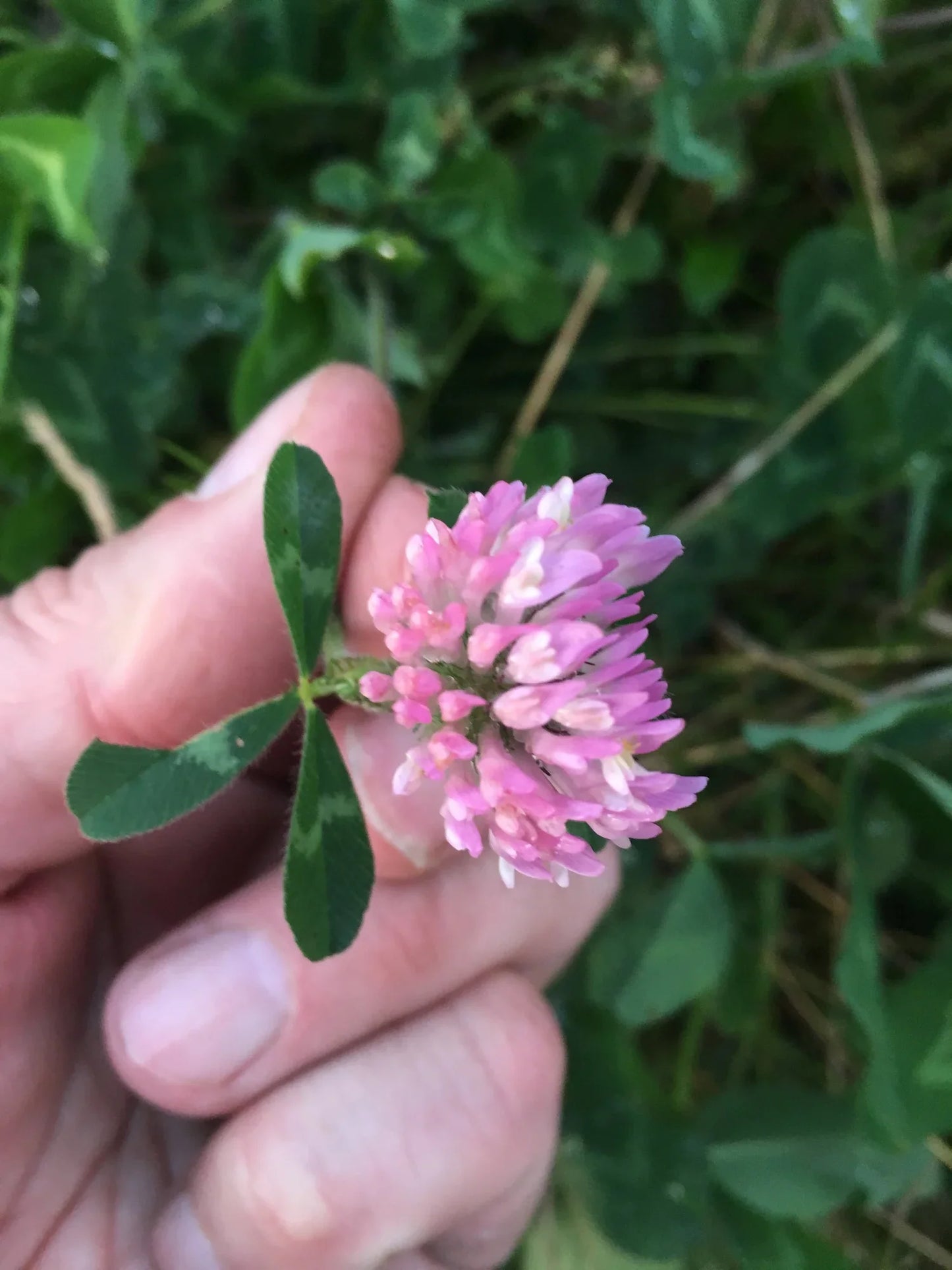 Red Velvet™ Alternative Lawn Seed (Red Carpet Clover)