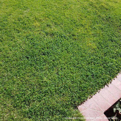 Ultimate Clover Lawn Mix: Low-Maintenance, Eco-Friendly Yard, MicroClover Lawn Seed