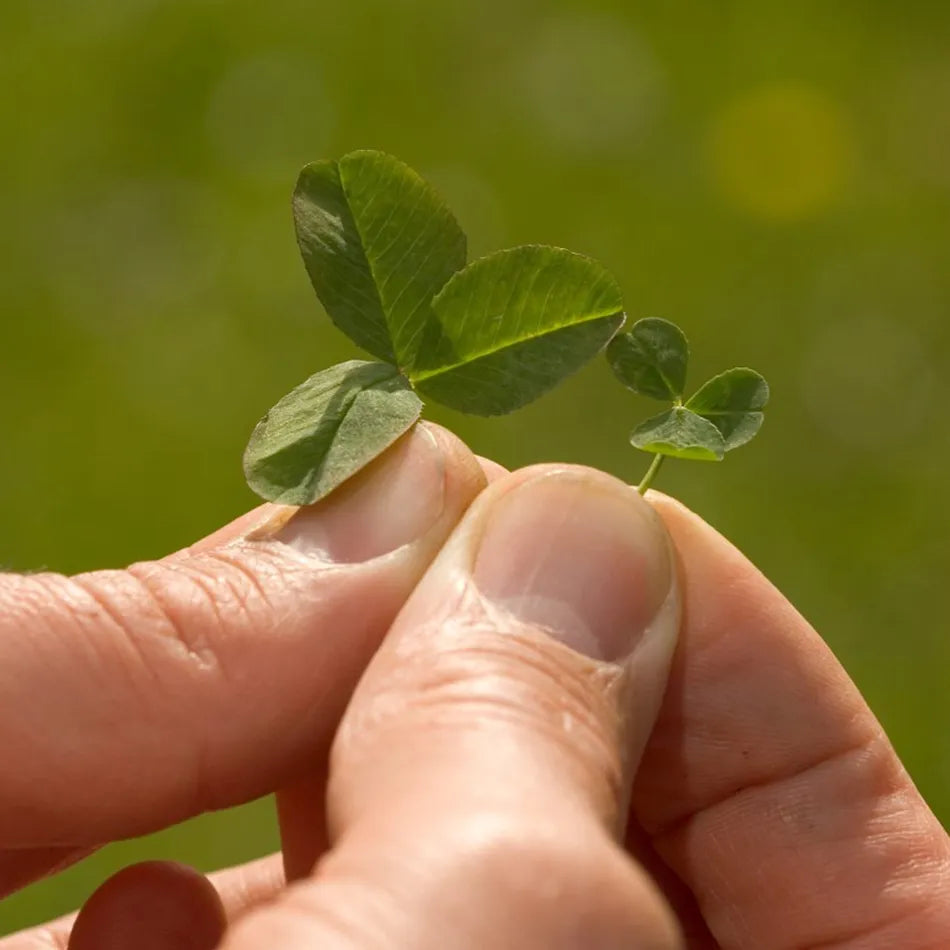 Microclover Alternative Lawn