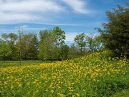 Wild Sunshine™ – Golden Alexander (Zizia aurea) Native Wildflower Seed Pollinator-Friendly, Perennial Ecotype
