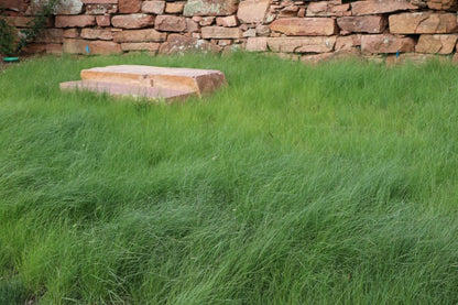 TrueGrass Native Grass Seed - The No Maintenance Native Lawn, Drought-Tolerant, Eco-Friendly Grass Blend
