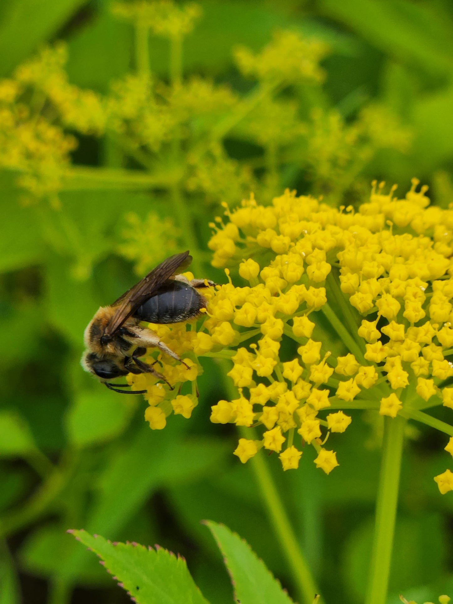 Wild Sunshine™ – Golden Alexander (Zizia aurea) Native Wildflower Seed Pollinator-Friendly, Perennial Ecotype