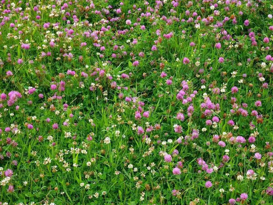 Low Grow™ No-Mow Lawn Mix – Clover & Low-Maintenance Grass Alternative