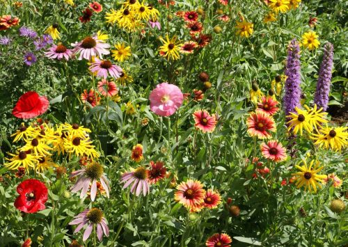 Midwest Native Wildflower Mix