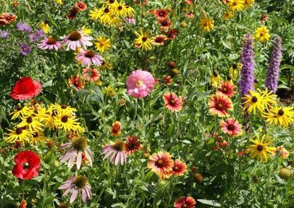 Midwest Native Wildflower Mix