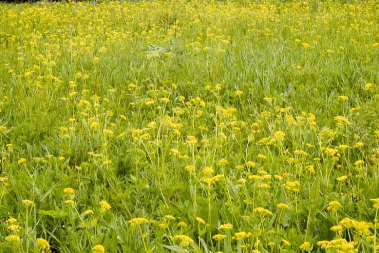 Wild Sunshine™ – Golden Alexander (Zizia aurea) Native Wildflower Seed Pollinator-Friendly, Perennial Ecotype