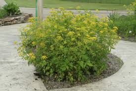 Wild Sunshine™ – Golden Alexander (Zizia aurea) Native Wildflower Seed Pollinator-Friendly, Perennial Ecotype
