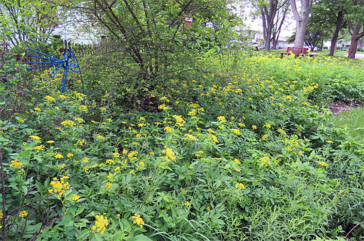 Wild Sunshine™ – Golden Alexander (Zizia aurea) Native Wildflower Seed Pollinator-Friendly, Perennial Ecotype