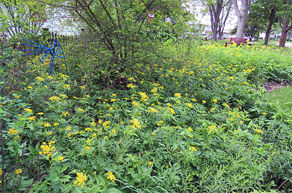 Wild Sunshine™ – Golden Alexander (Zizia aurea) Native Wildflower Seed Pollinator-Friendly, Perennial Ecotype