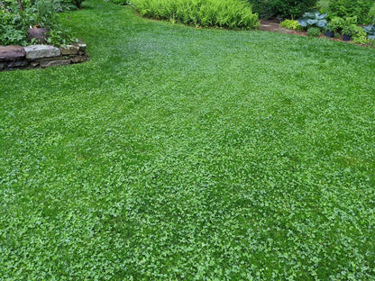 PetLawn™ Dog-Friendly Lawn Mix – Durable, Pet-Safe Grass & Clover Blend