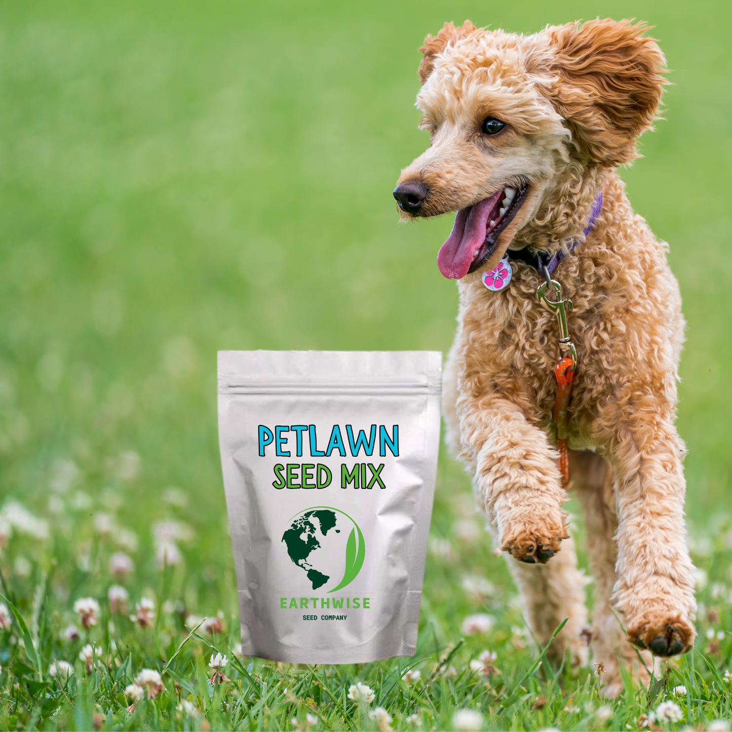 PetLawn™ Dog-Friendly Lawn Mix – Durable, Pet-Safe Grass & Clover Blend
