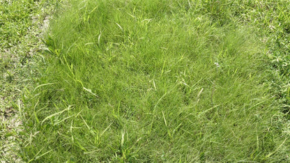 TrueGrass Native Grass Seed - The No Maintenance Native Lawn, Drought-Tolerant, Eco-Friendly Grass Blend