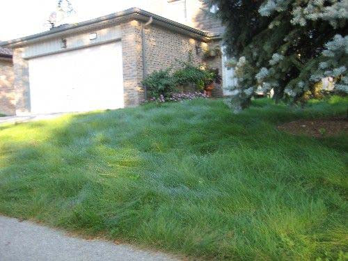 EcoSeed - The No Maintenance Lawn, Fine Fescue Lawn Mix, Eco-Friendly Grass