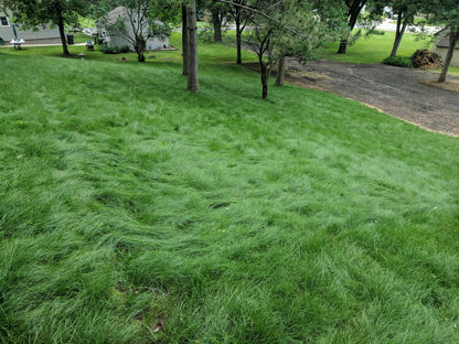 EcoSeed - The No Maintenance Lawn, Fine Fescue Lawn Mix, Eco-Friendly Grass
