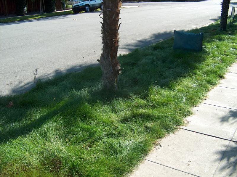 EcoSeed - The No Maintenance Lawn, Fine Fescue Lawn Mix, Eco-Friendly Grass