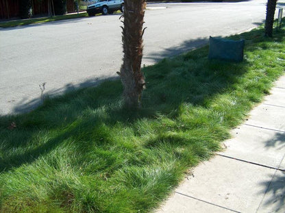 EcoSeed - The No Maintenance Lawn, Fine Fescue Lawn Mix, Eco-Friendly Grass