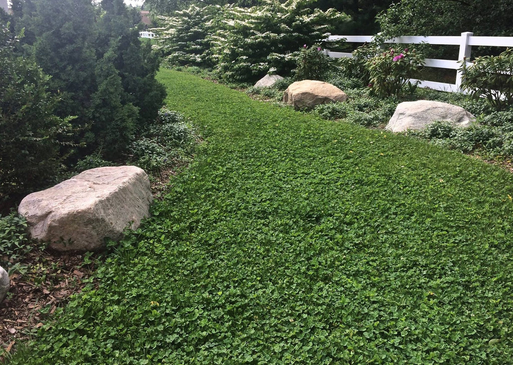 Microclover Alternative Lawn
