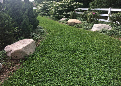 Microclover Alternative Lawn