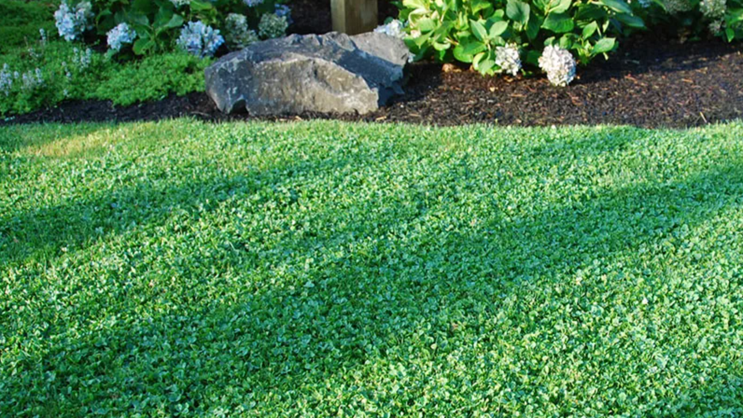 Microclover Alternative Lawn